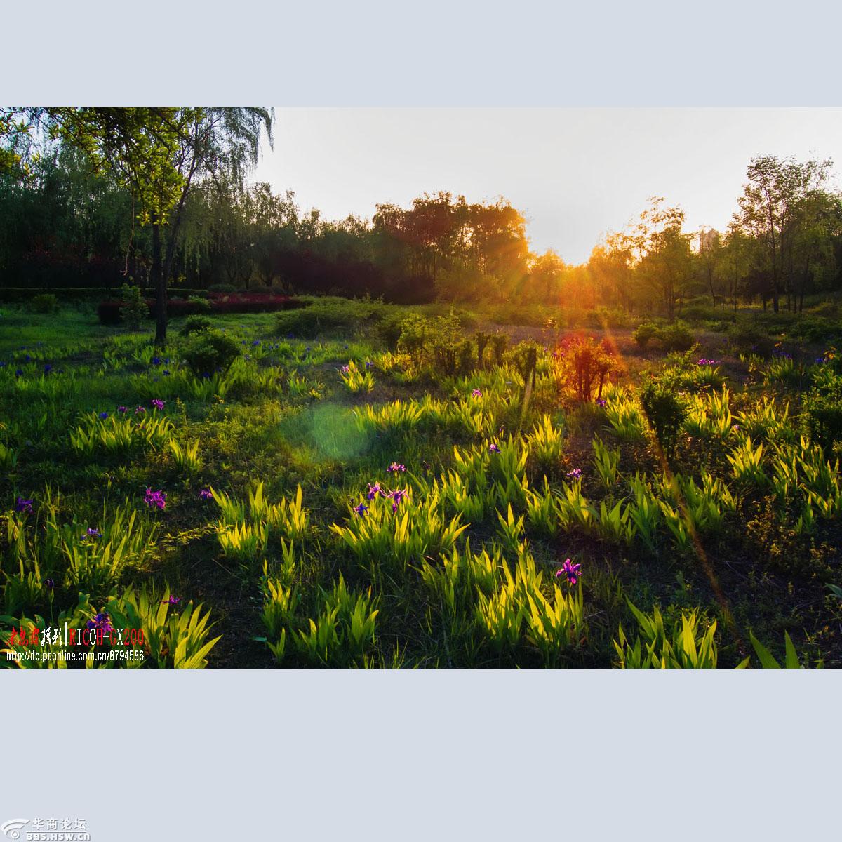 夕阳下的鸢尾(理光gx200)