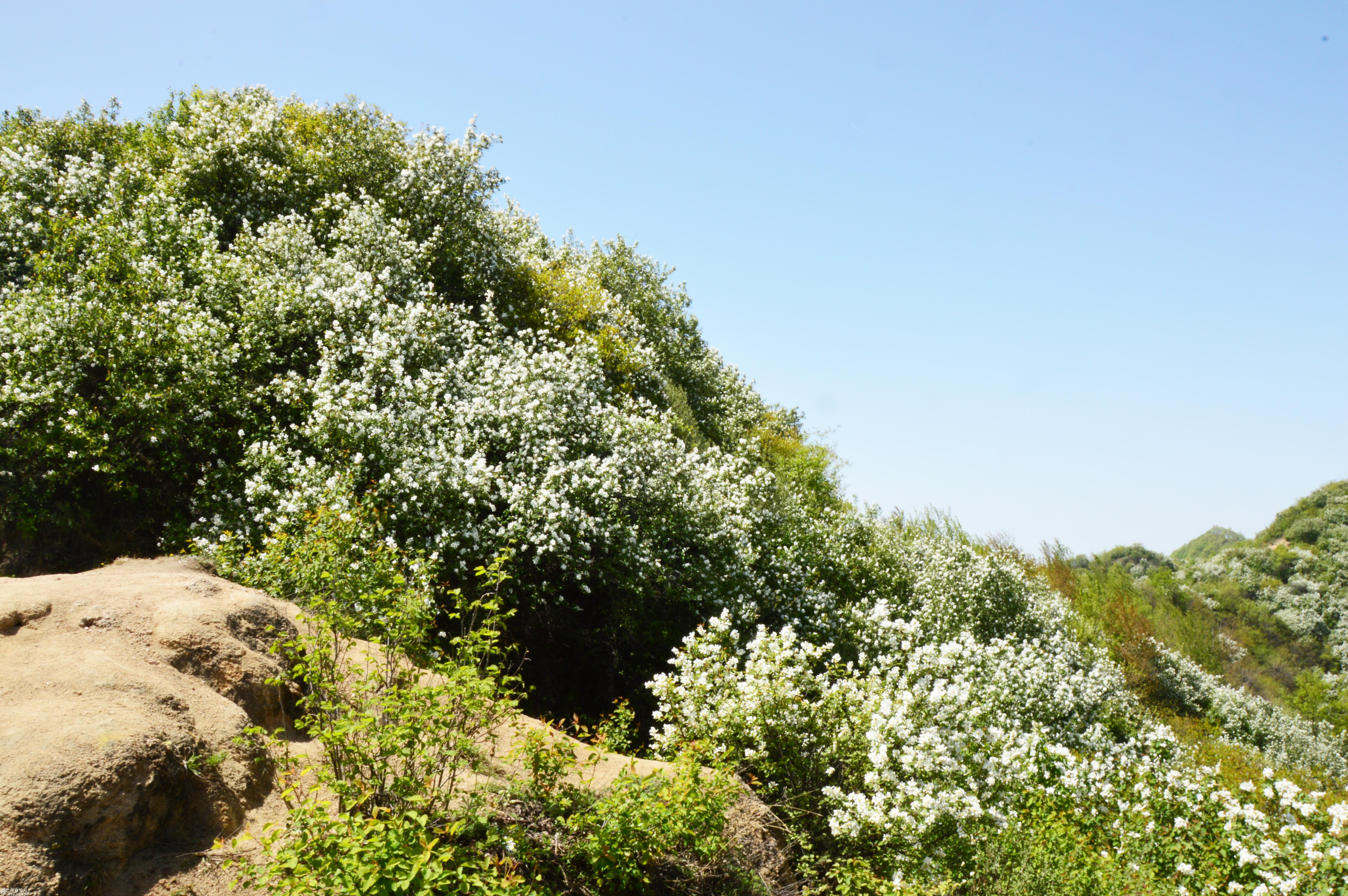 黄峪寺白鹃梅原始照片