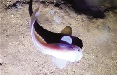 西工大与中科院揭开狮子鱼深海“耐压”谜团 