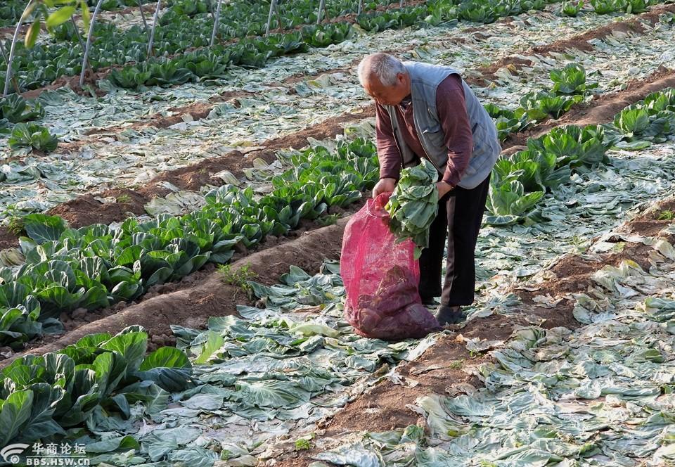 七旬农村老人捡拾菜叶给家兔吃