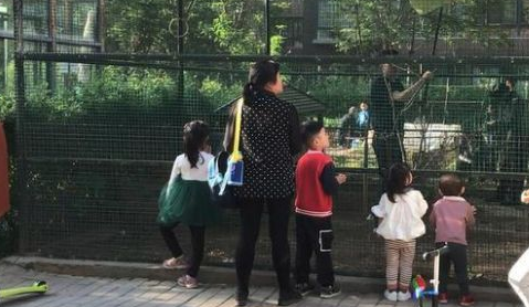 中铁尚都城小区放置铁笼自称“鸟语林” 警方已责令撤除