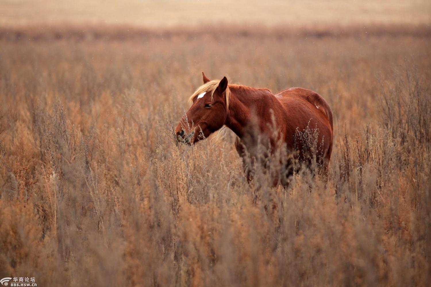 大草原上马的随拍