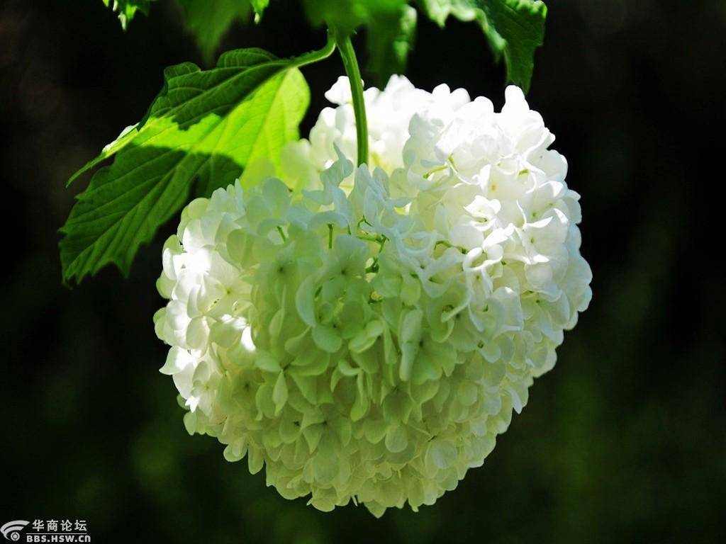 不太多见的绣球荚蒾