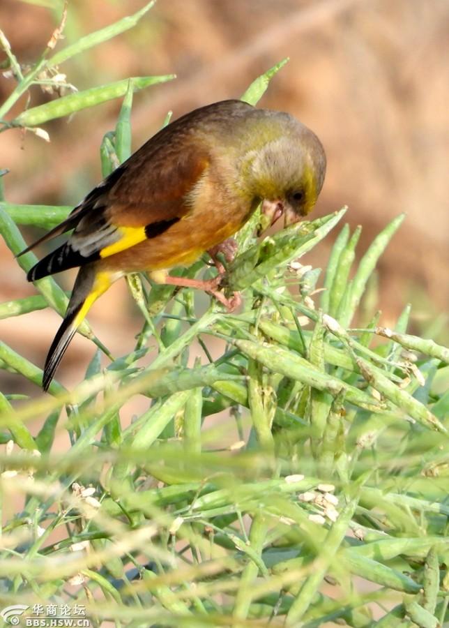 喜爱觅食菜籽的金翅鸟