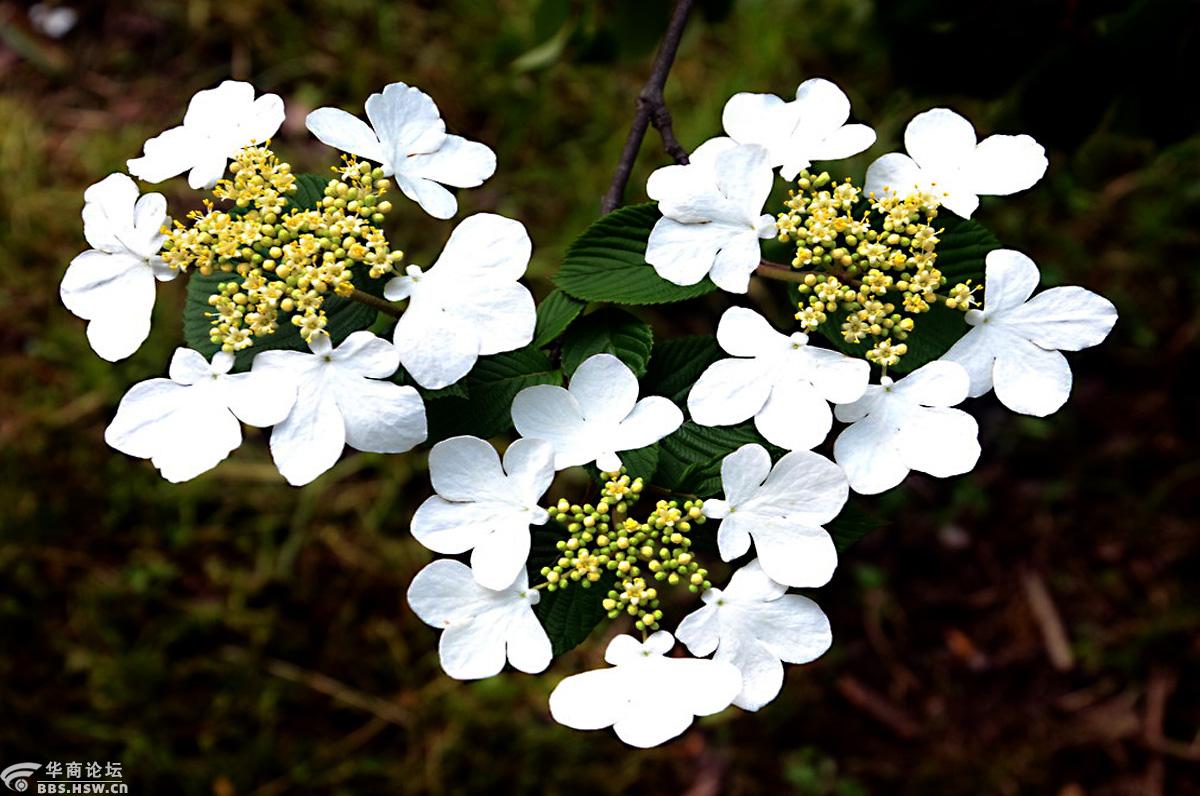 花卉欣赏蝴蝶戏珠花