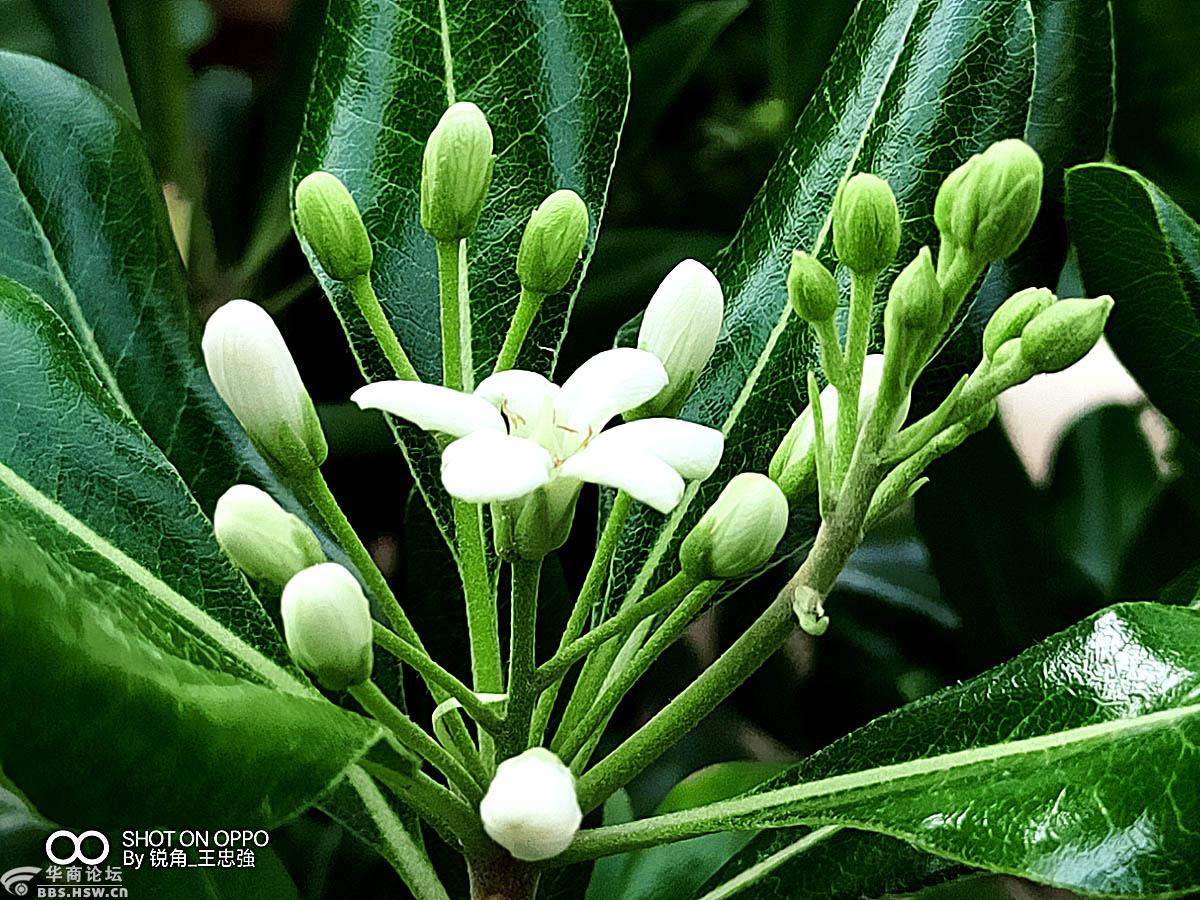 花卉欣赏光叶海桐