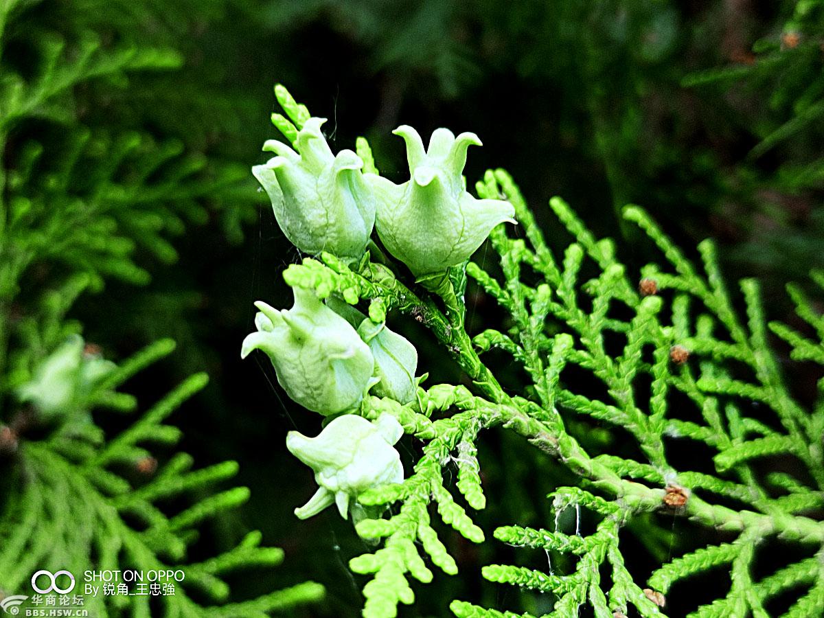【手机拍摄】《千头柏》