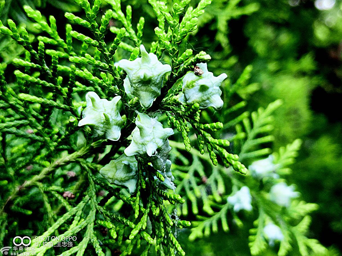 【手机拍摄】《千头柏》