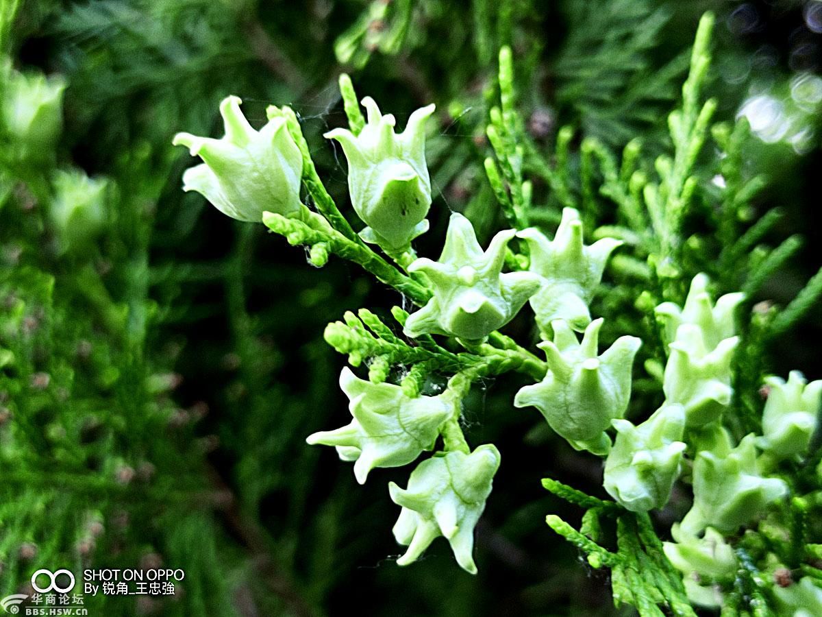 【手机拍摄】《千头柏》