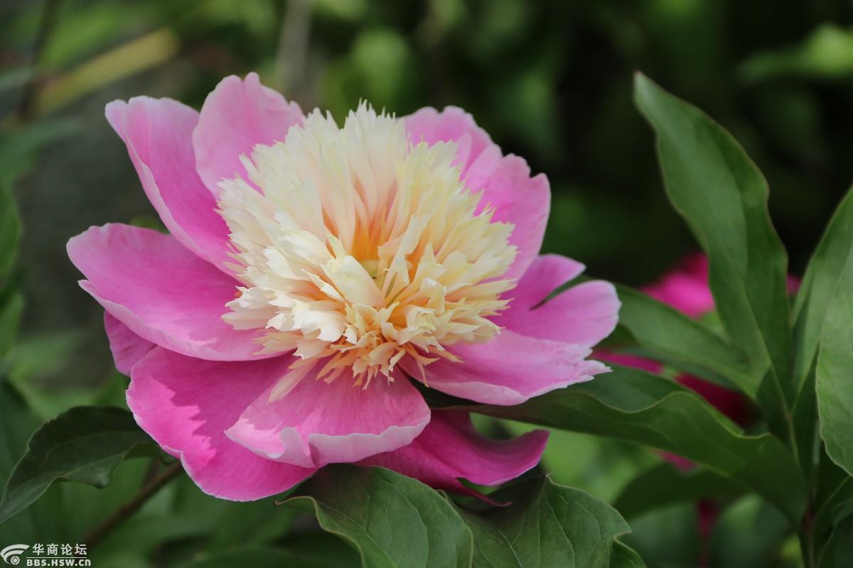 五一观花植物园