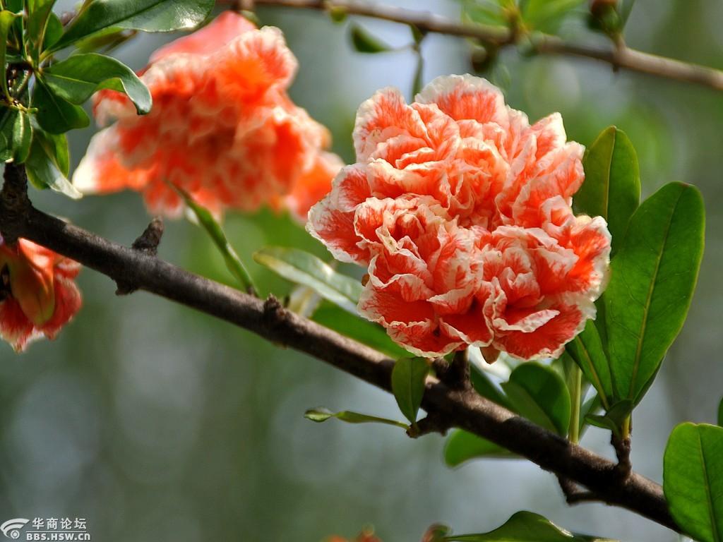 西安行政中心花传千里花香四溢专拍