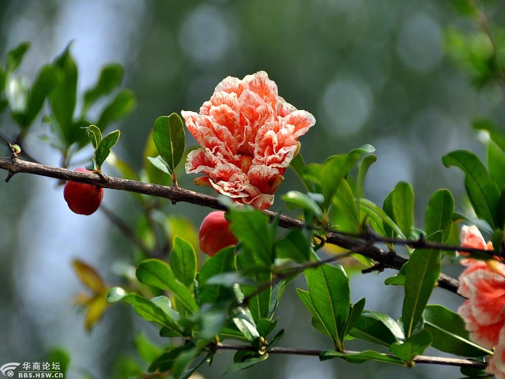 西安行政中心花传千里花香四溢专拍