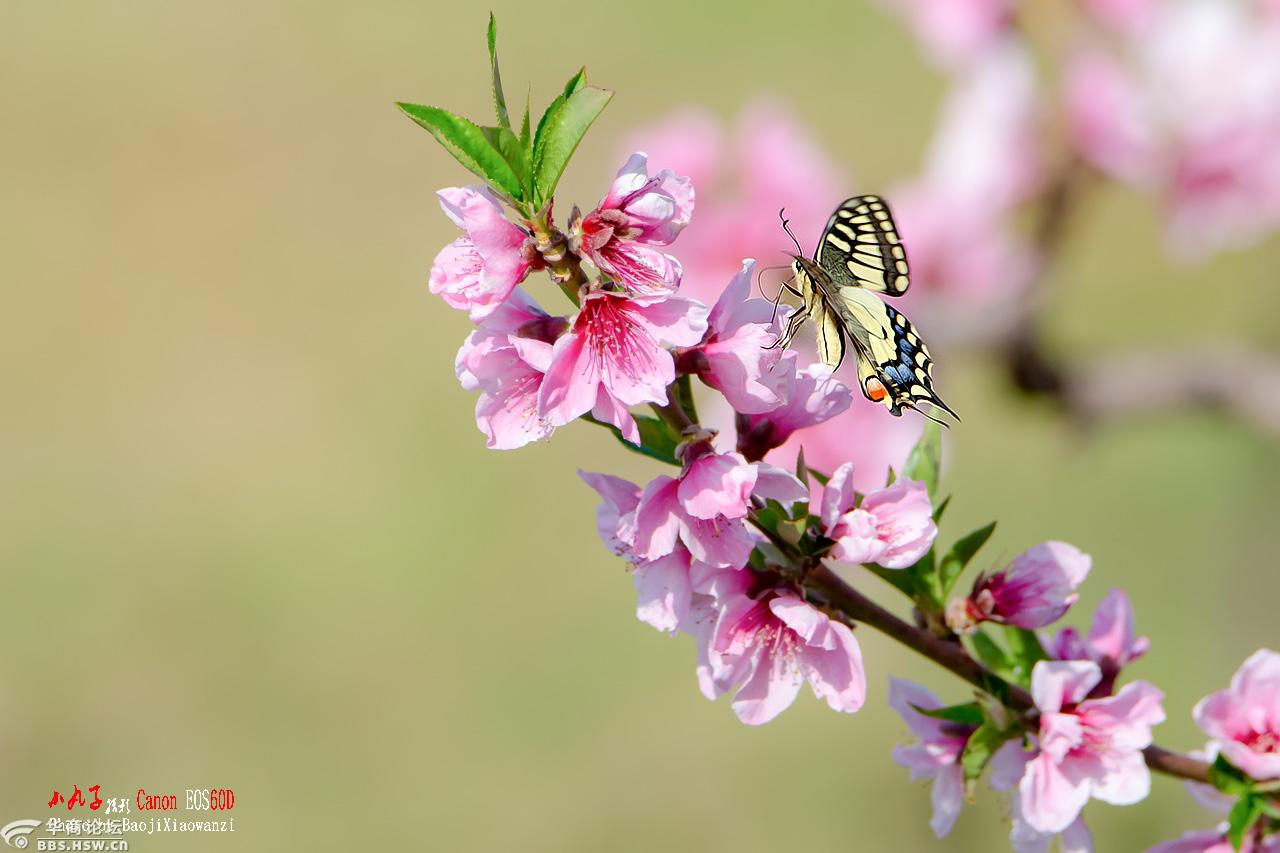 蜜蜂走桃花运啦