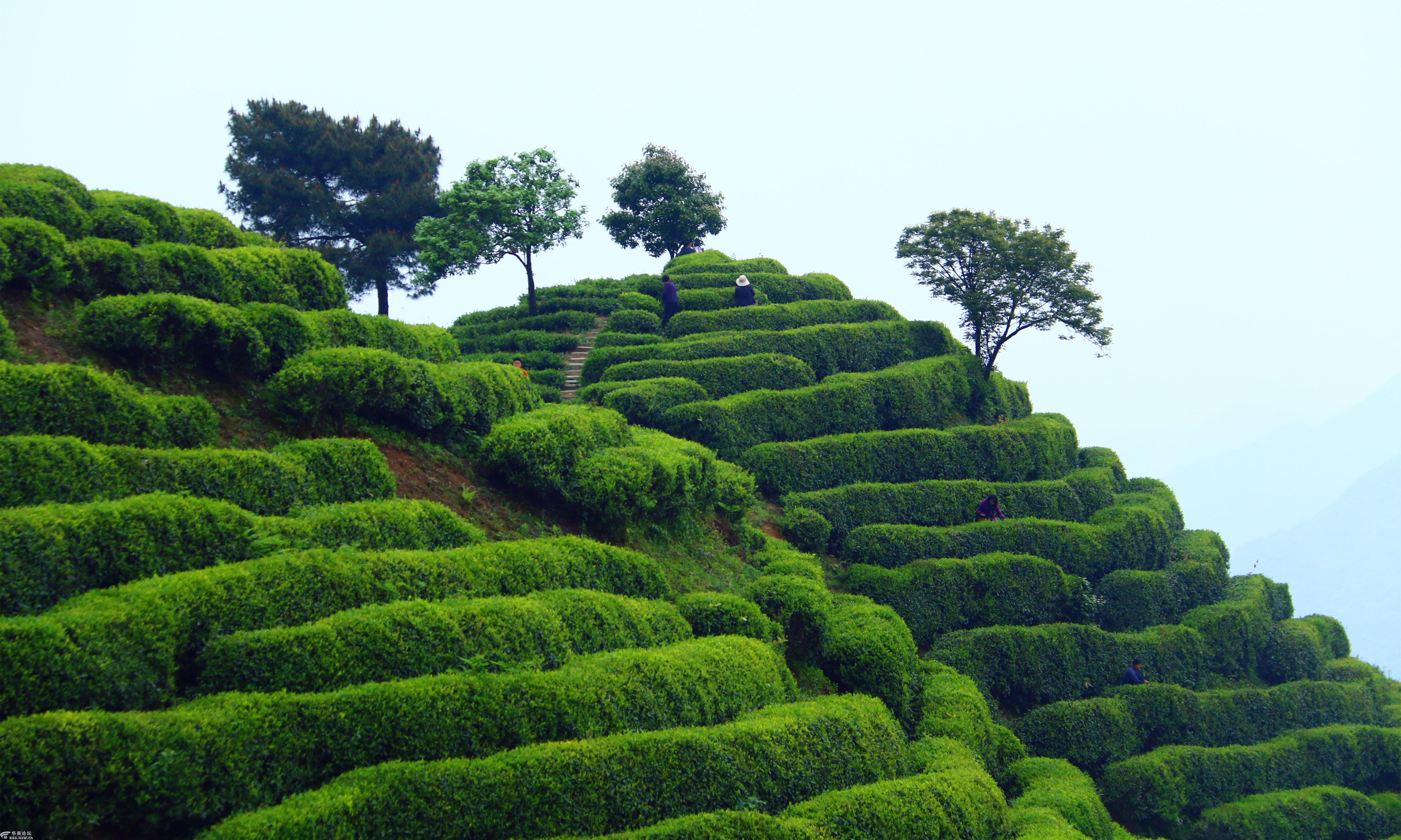 2019年51汉中勉县漆树坝茶园