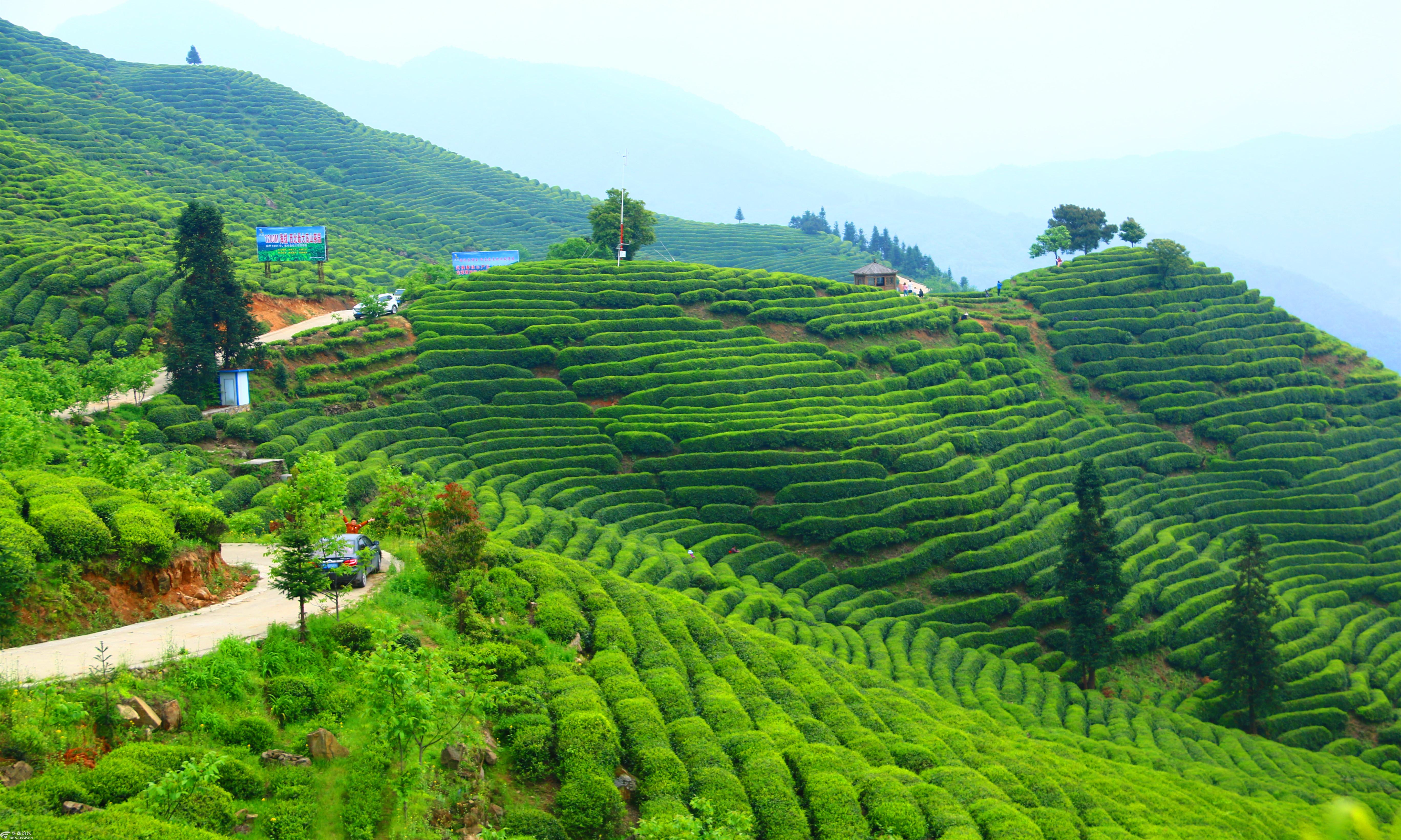 2019年51汉中勉县漆树坝茶园