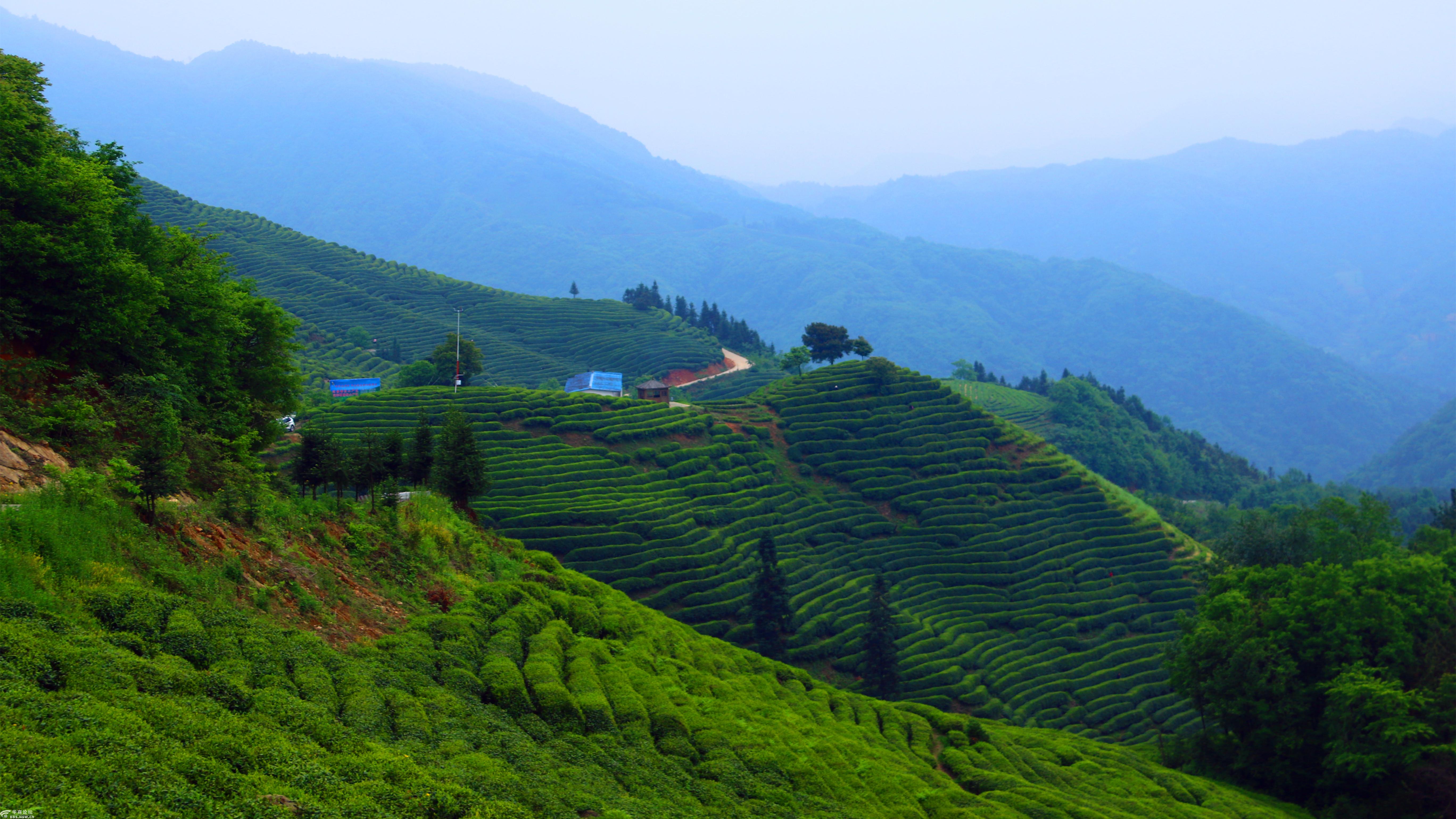 2019年51汉中勉县漆树坝茶园-游山玩水-华商论坛