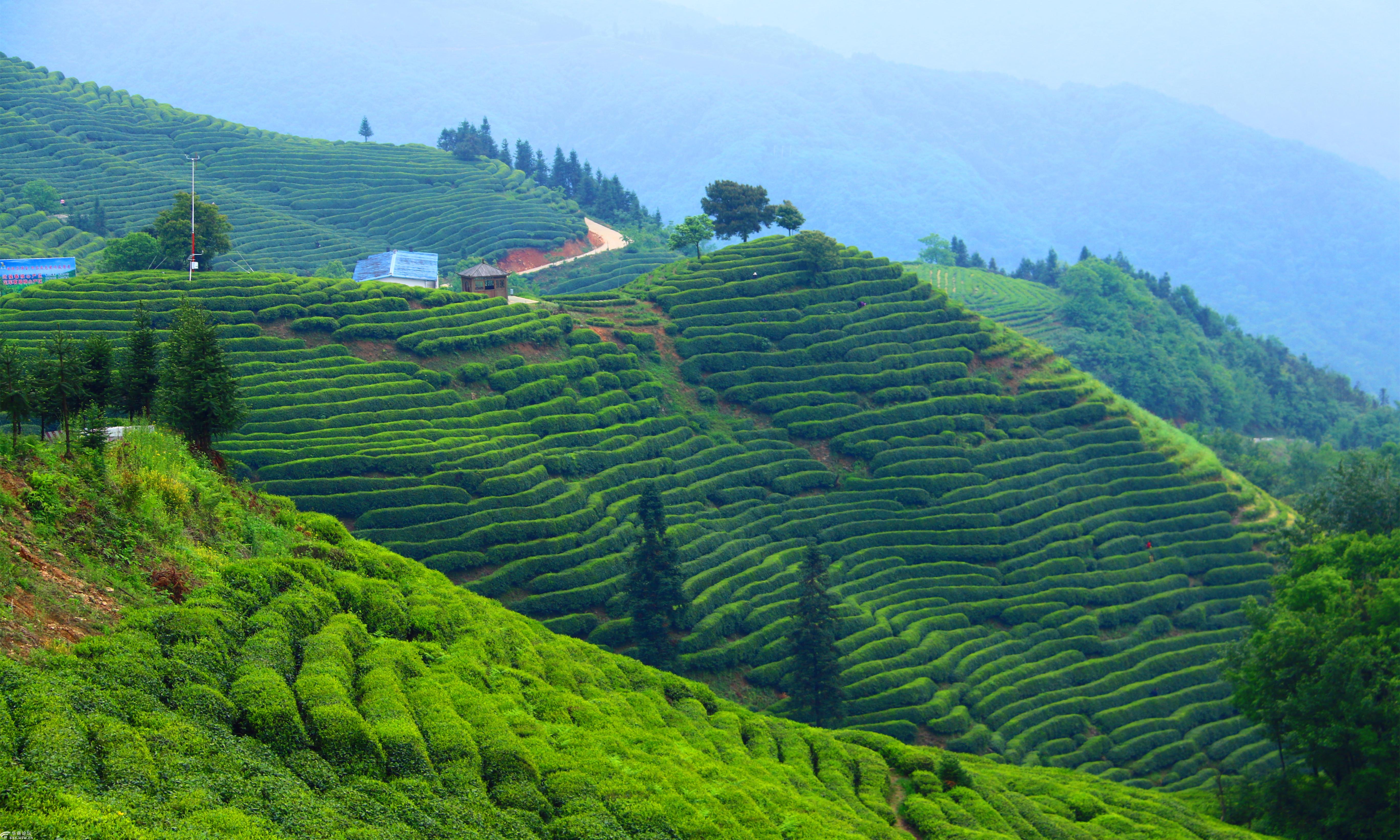 2019年51汉中勉县漆树坝茶园