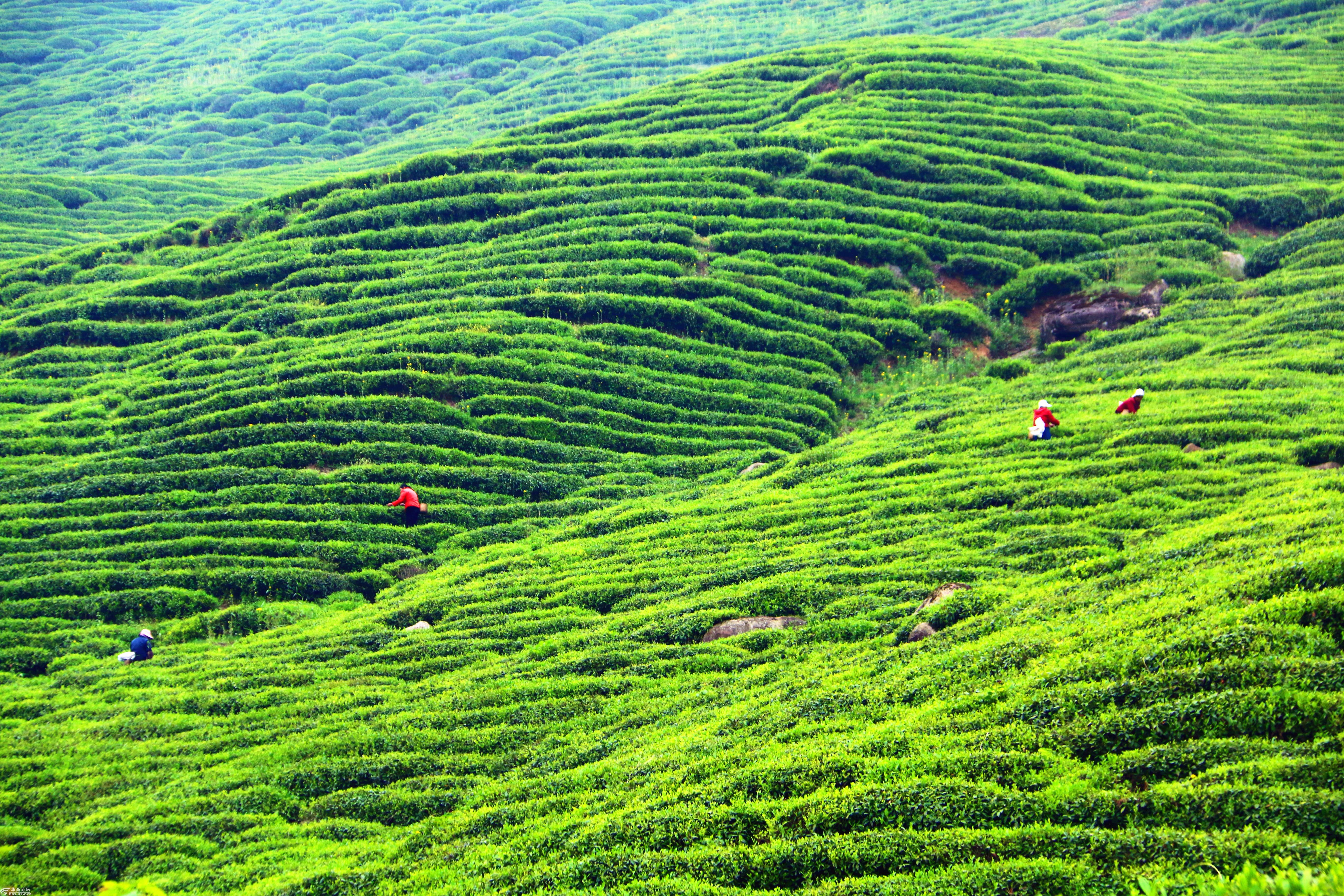 2019年51汉中勉县漆树坝茶园