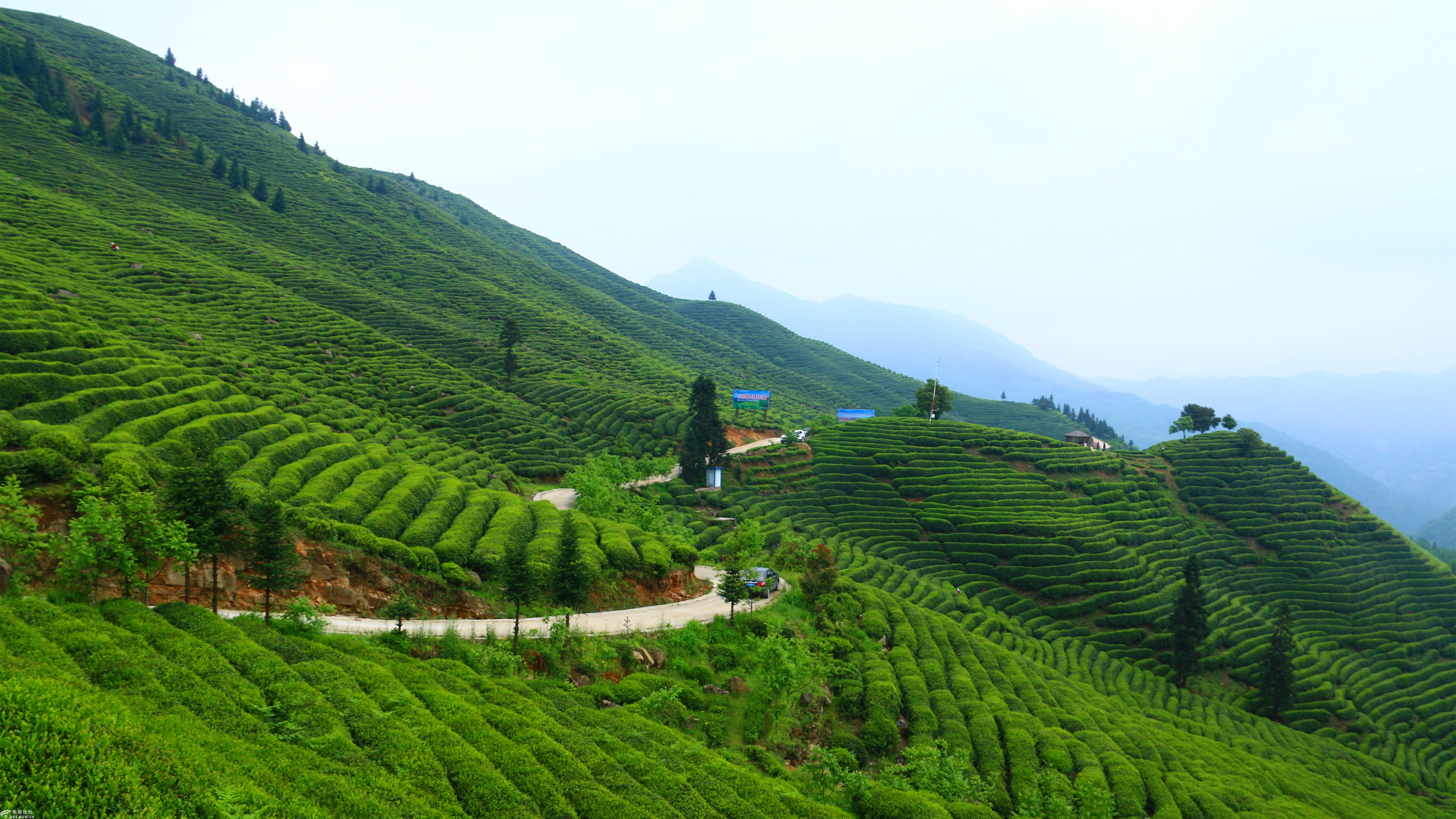 2019年51汉中勉县漆树坝茶园