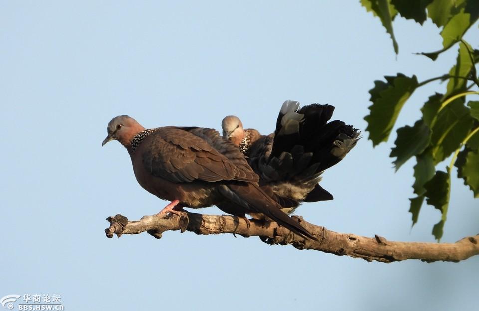 实拍一对斑鸠甜蜜的爱情瞬间
