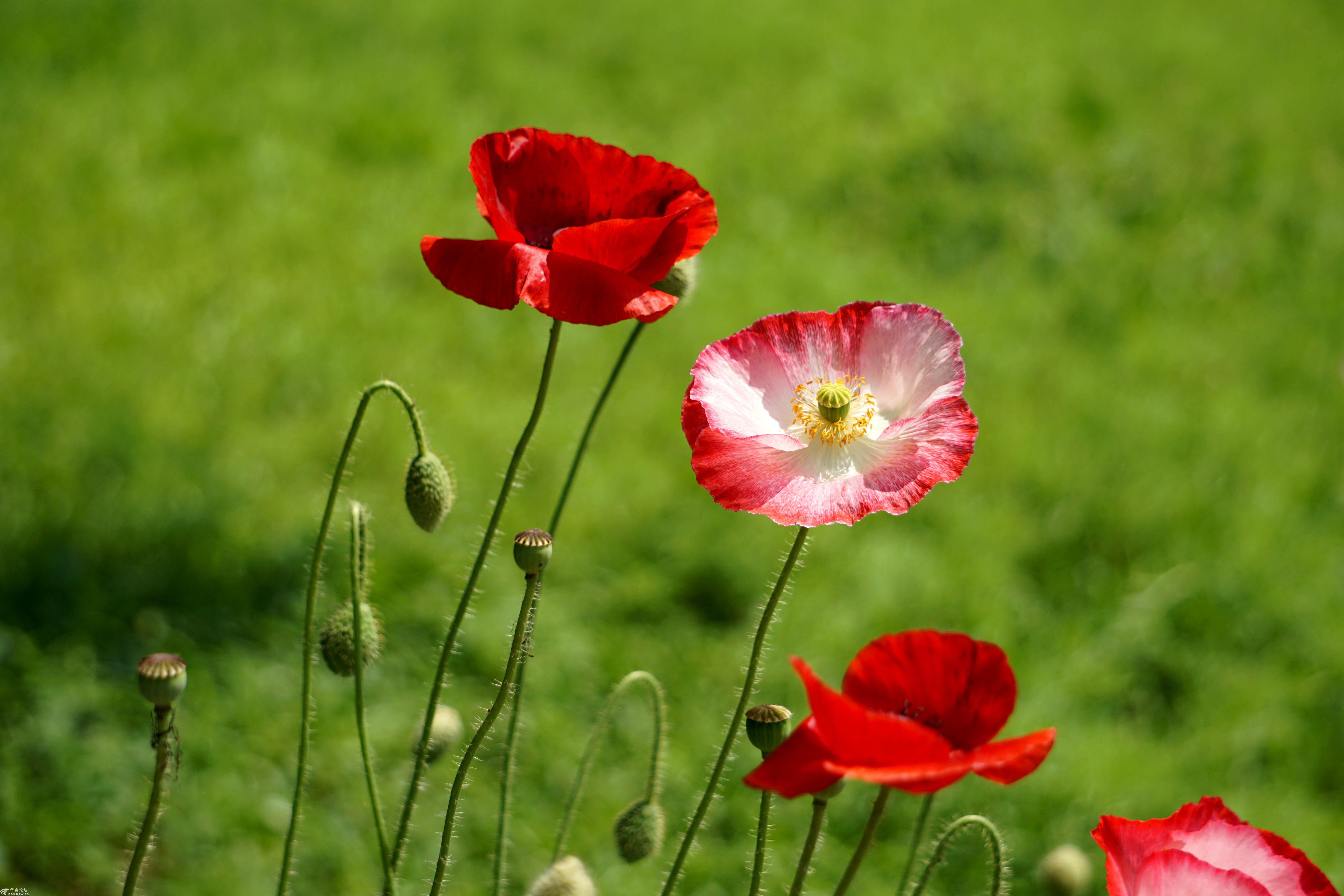 游新寺公园看百花怒放