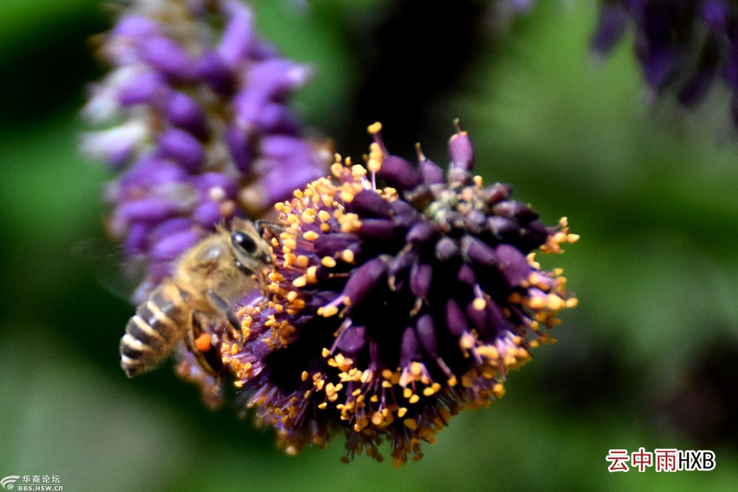 紫穗槐与蜜蜂