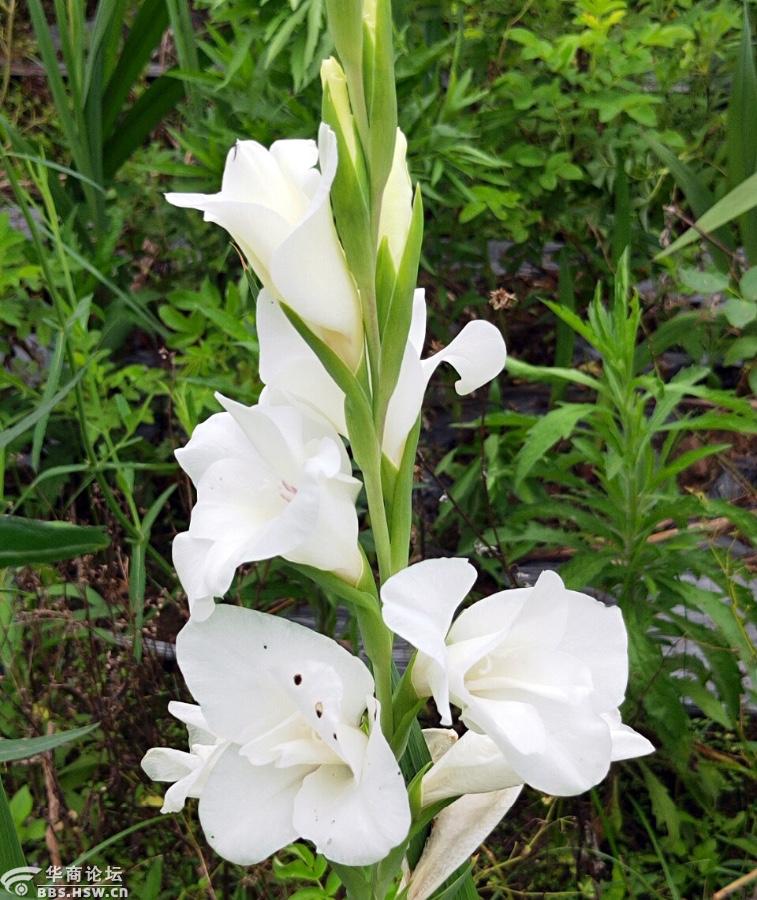 唐昌蒲花语之悟