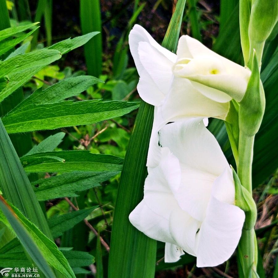 唐昌蒲花语之悟