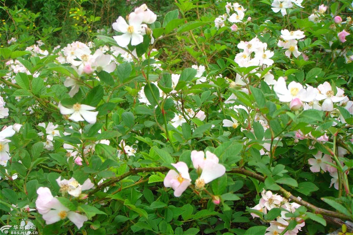 野刺玫花开