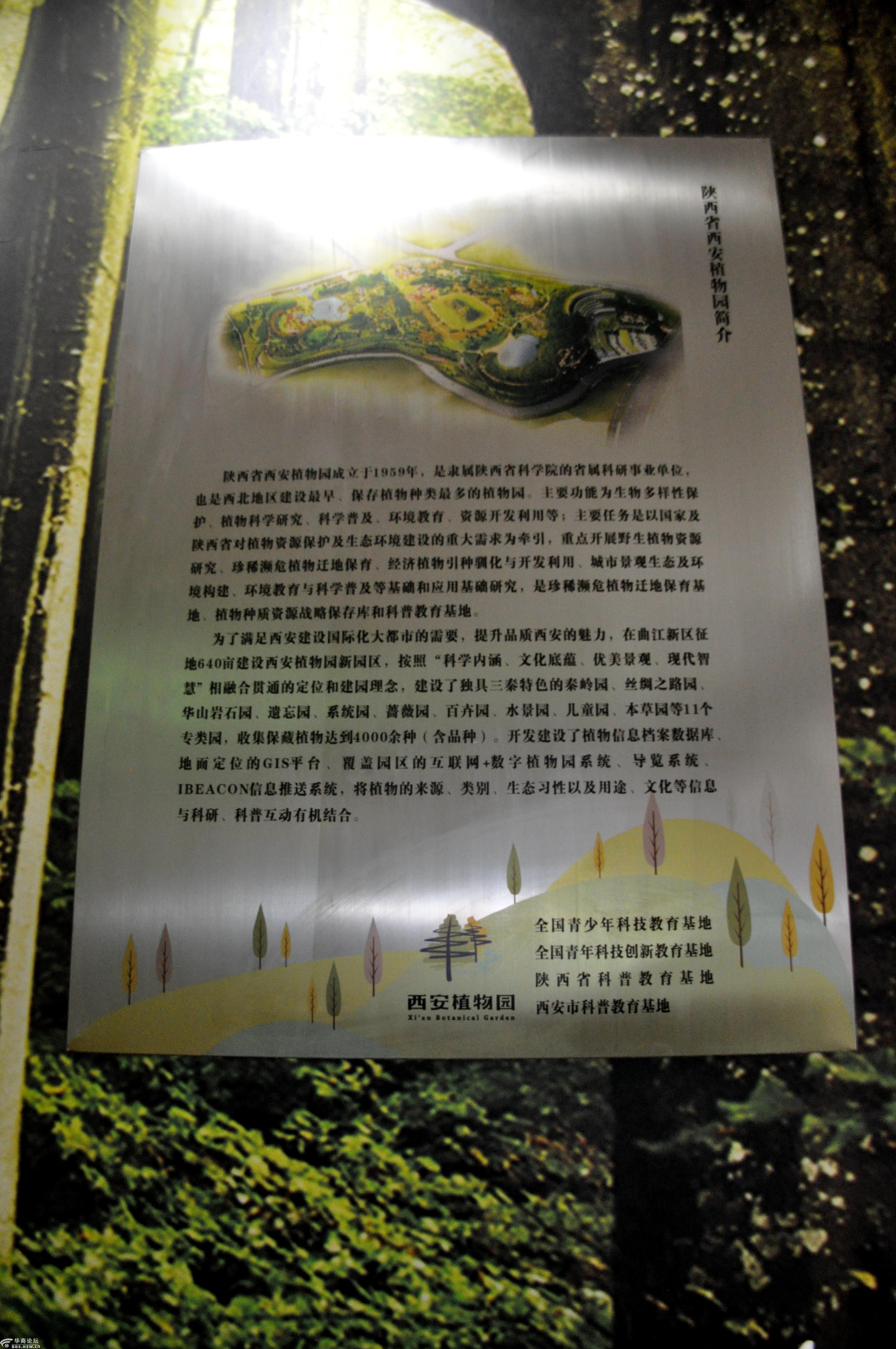 陕西西安植物园布兰卡德香木兰