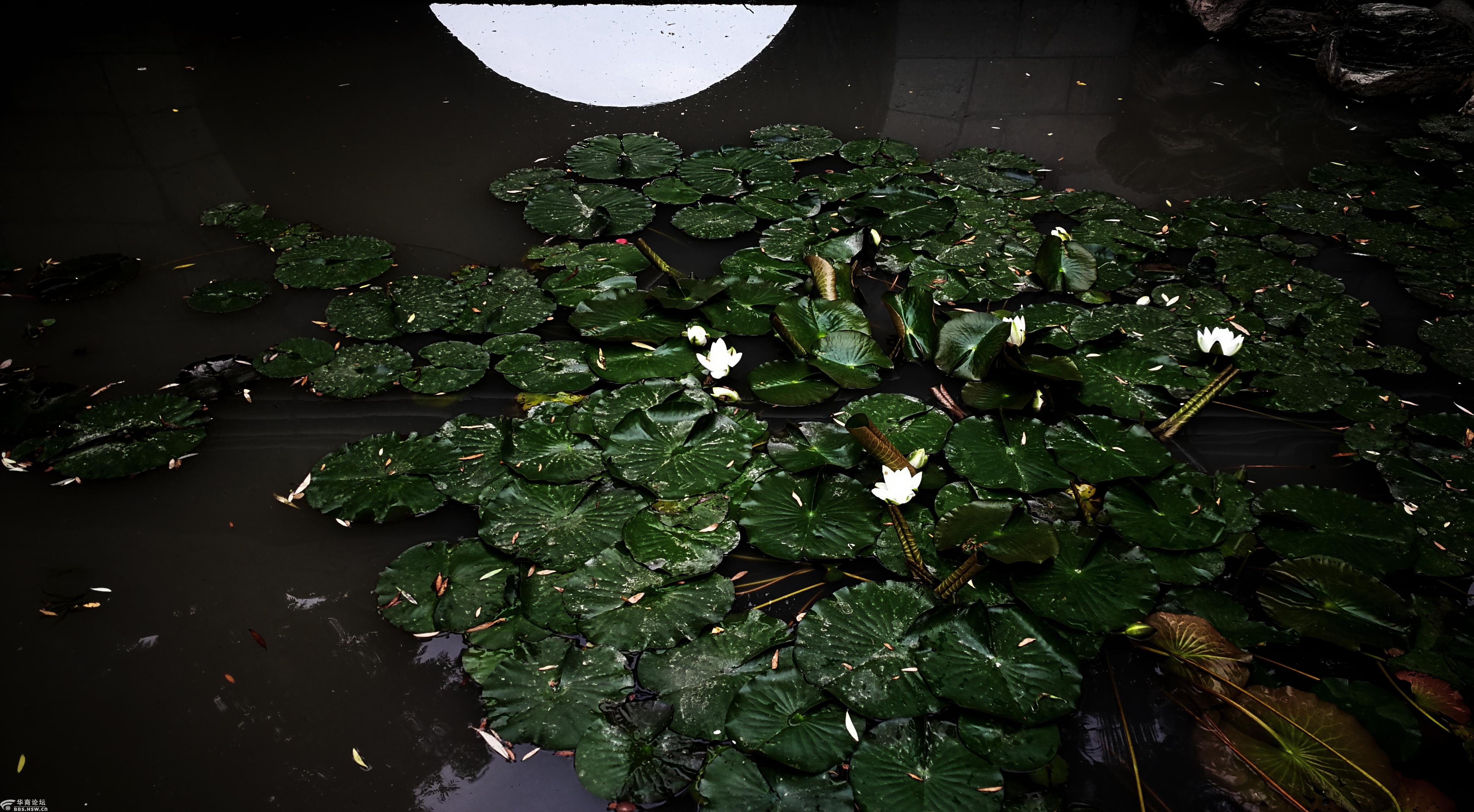 摄影日记水中月