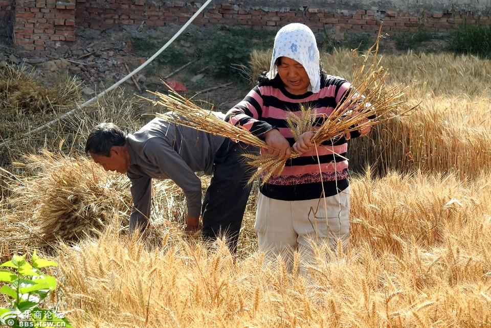 实拍上世纪八十年代农民用手工收割成熟小麦