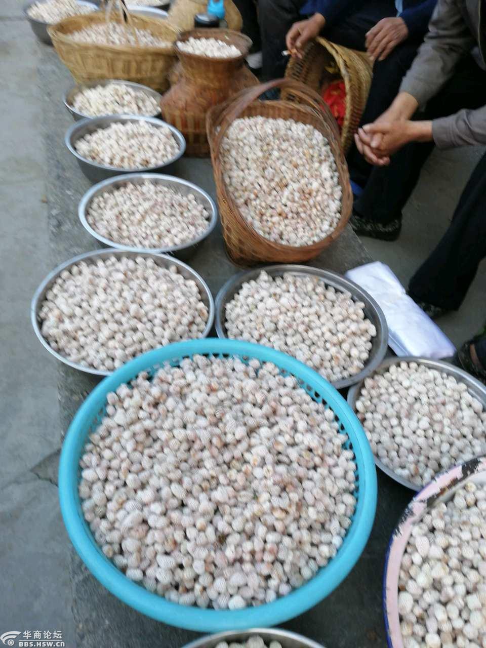 阳平关镇野草莓上市了