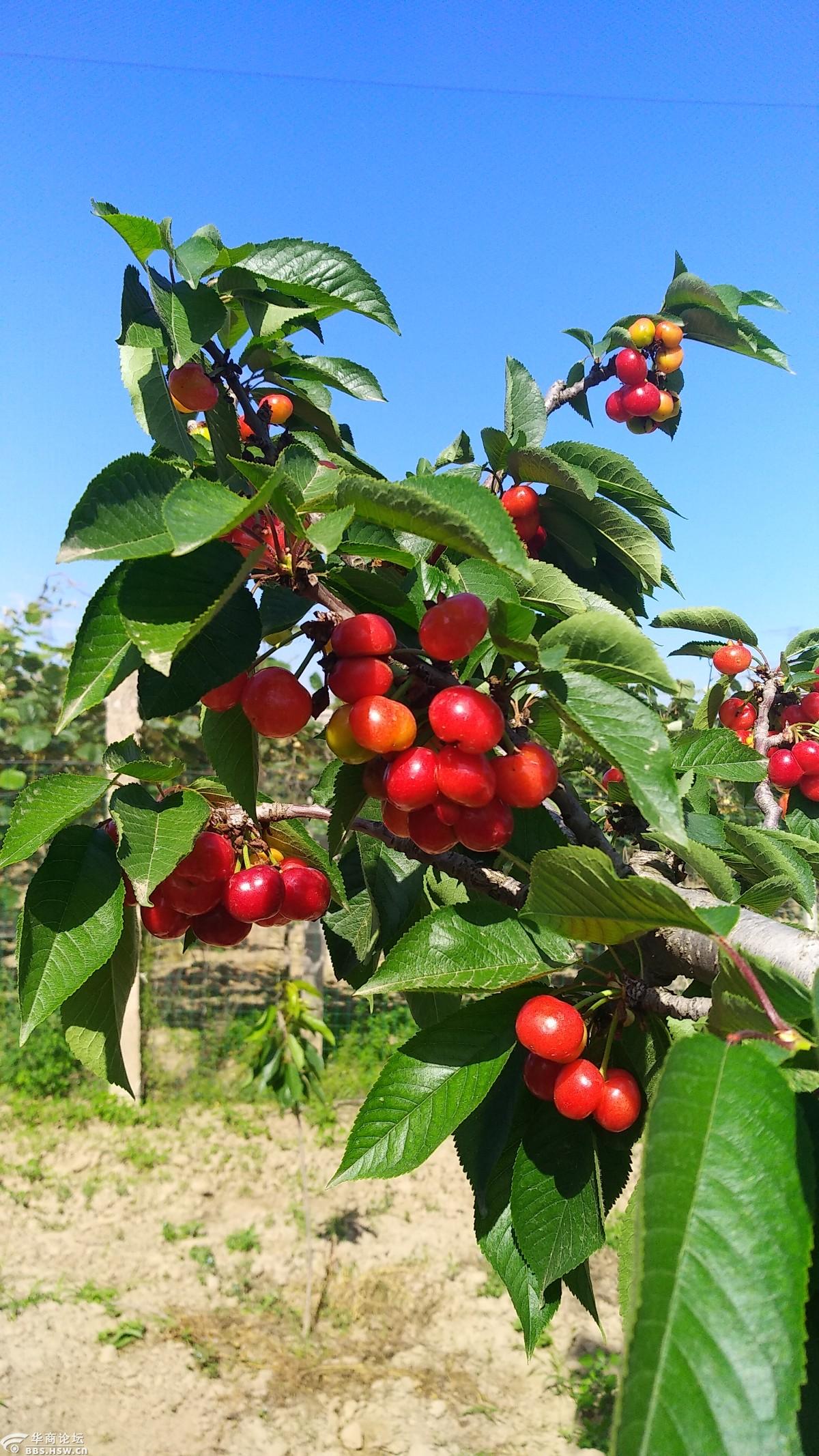 赤水樱桃园-游山玩水-华商论坛