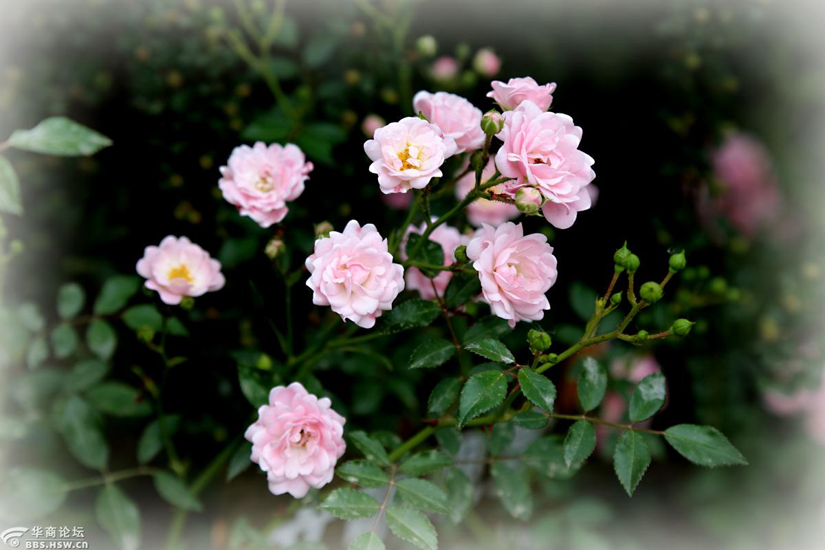 花卉欣赏七姊妹