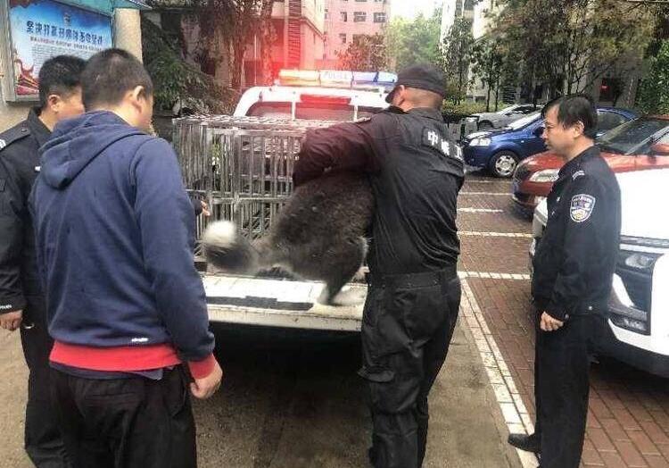 西安警方持续清查流浪犬无证犬 有村落主动联系警方要求收容