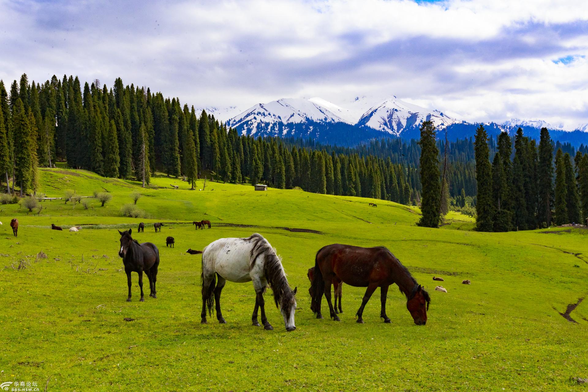 新疆喀拉峻徒步|1日4季5大草原6天完美穿越120公里(原创攻略 实拍美图