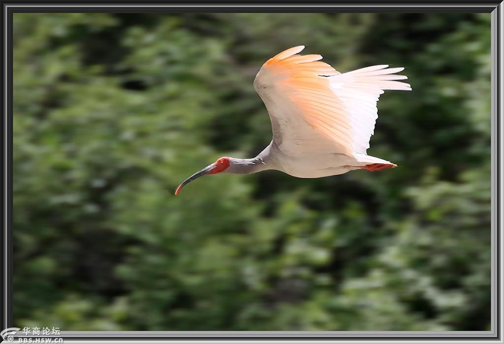 六月鸟影----铜川朱鹮