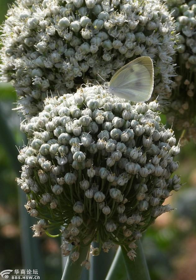 蜂蝶与洋葱的大花苞!