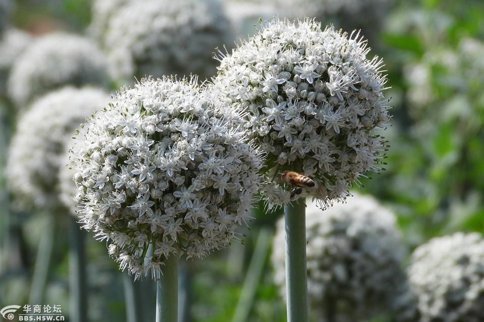 蜂蝶与洋葱的大花苞!