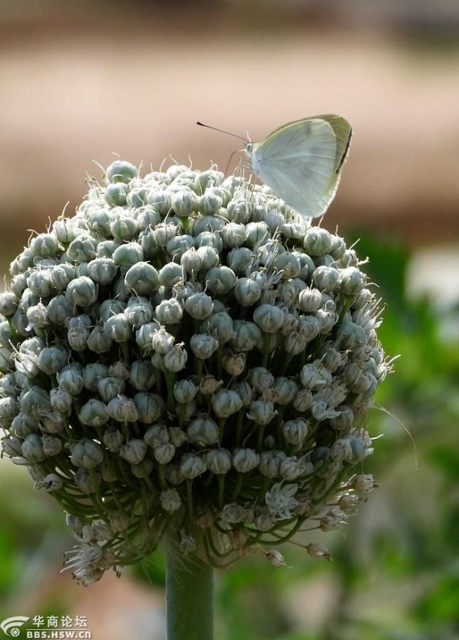 蜂蝶与洋葱的大花苞!