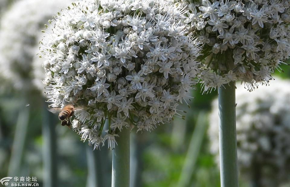 蜂蝶与洋葱的大花苞