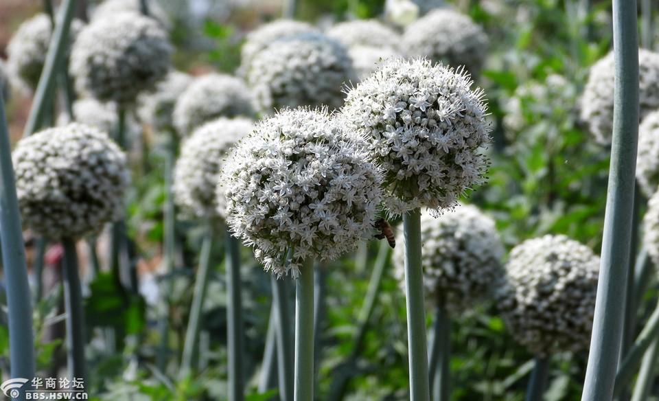 蜂蝶与洋葱的大花苞!