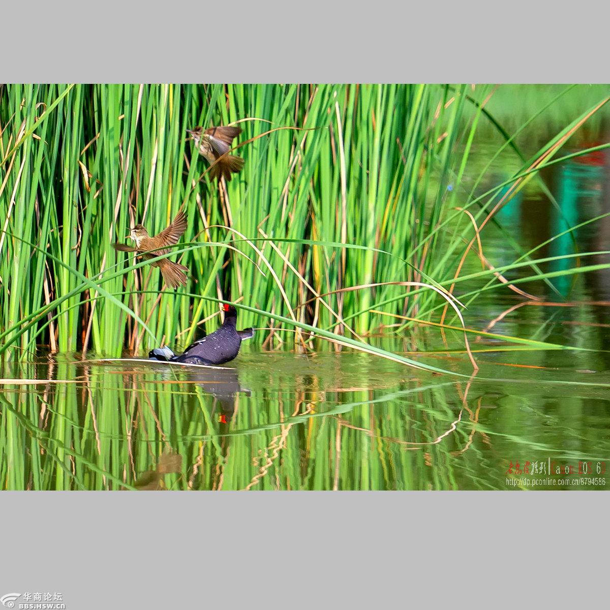 自卫反击战 大苇莺的窝在芦苇丛里,黑水鸡侵入领地必遭驱赶.