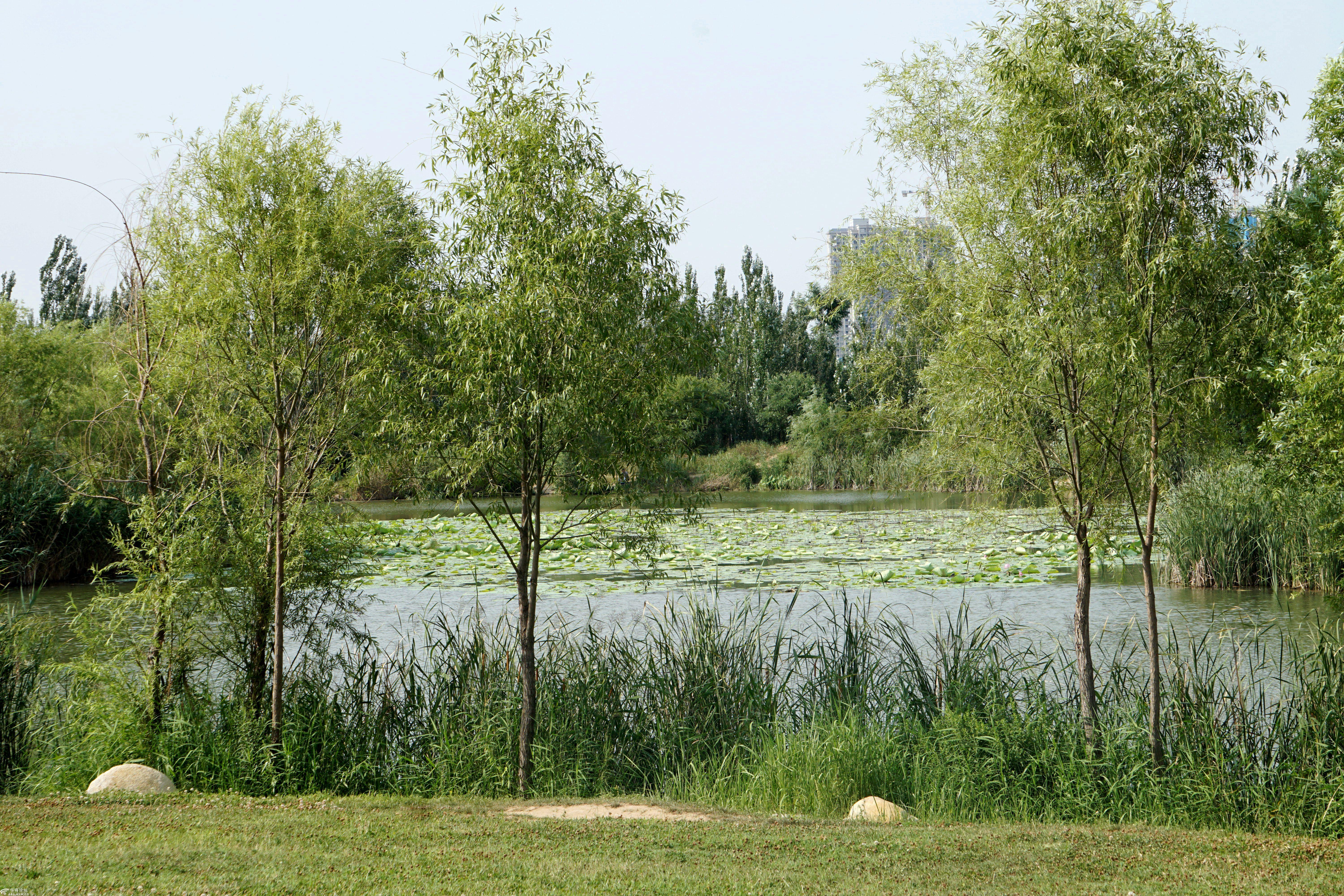 无名湿地真荫凉睡卧草丛躲骄阳