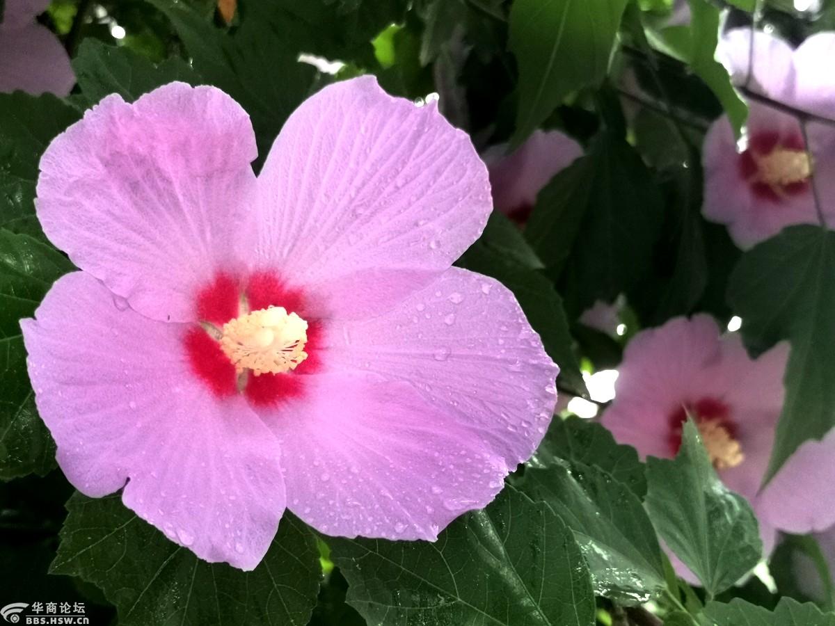 手机拍摄单瓣木槿花