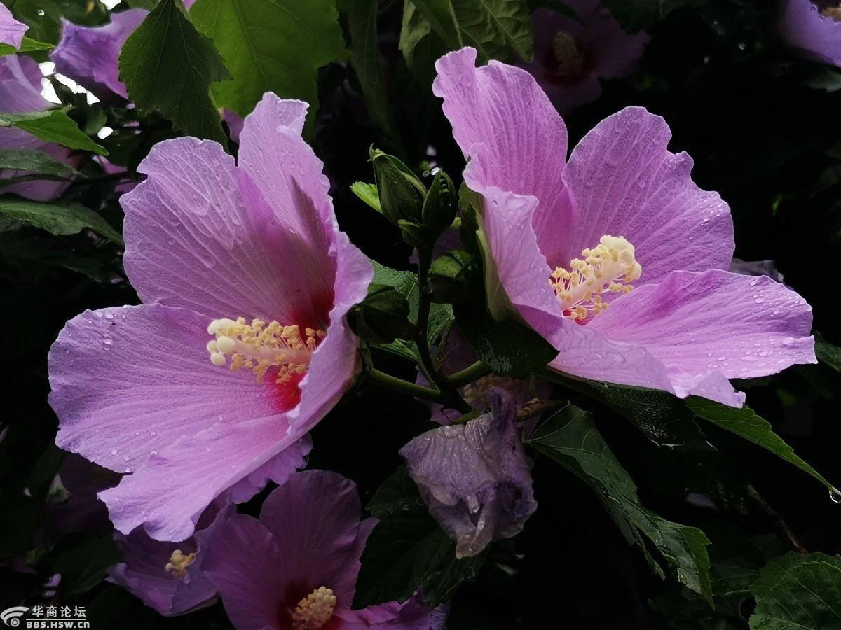 手机拍摄单瓣木槿花