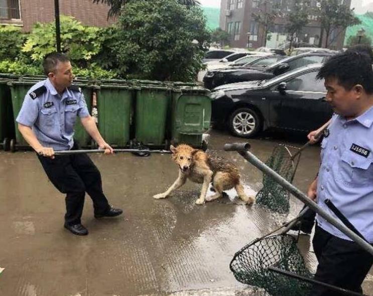 雁塔限养办雨中围捕流浪犬:邻里不便当面劝阻的可向物业投诉