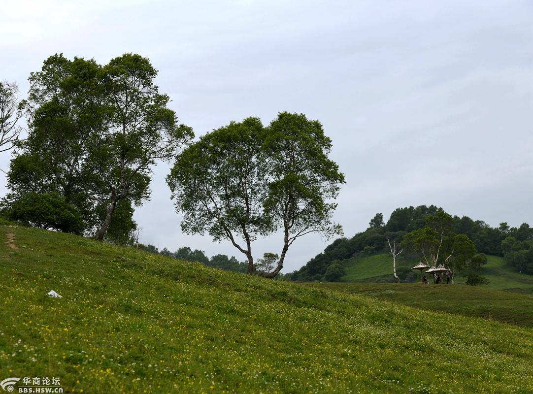 水肥草美,景色秀丽的关山草原