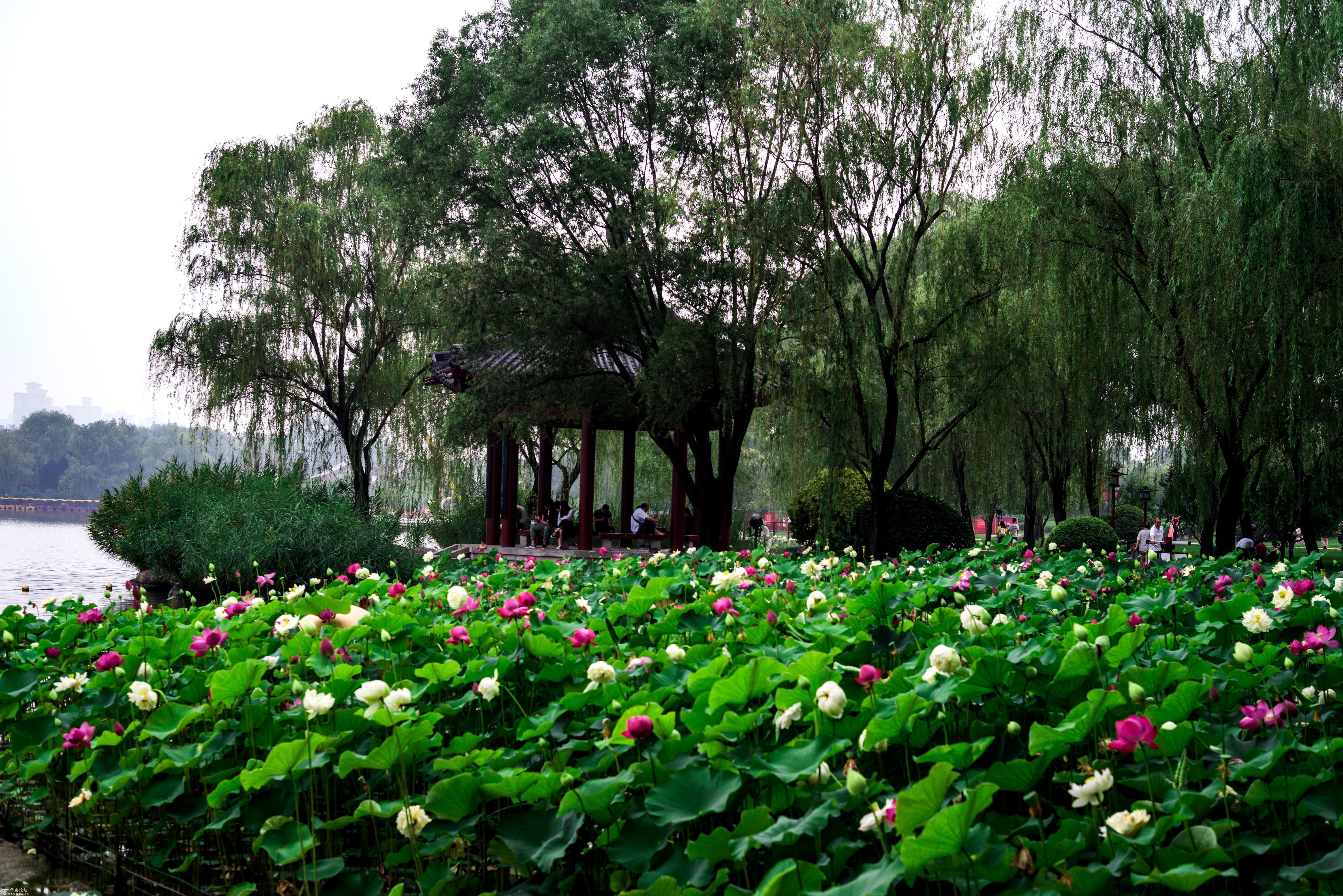 大唐芙蓉园荷花